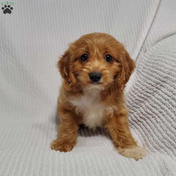 Molly, Cavapoo Puppy