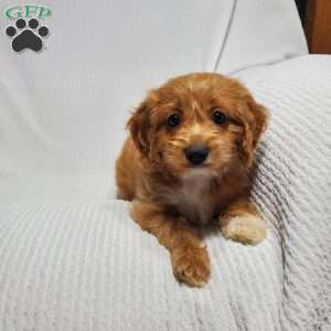 Molly, Cavapoo Puppy