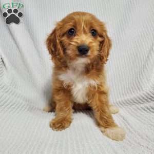 Molly, Cavapoo Puppy
