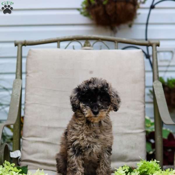 Monica, Bernedoodle Puppy