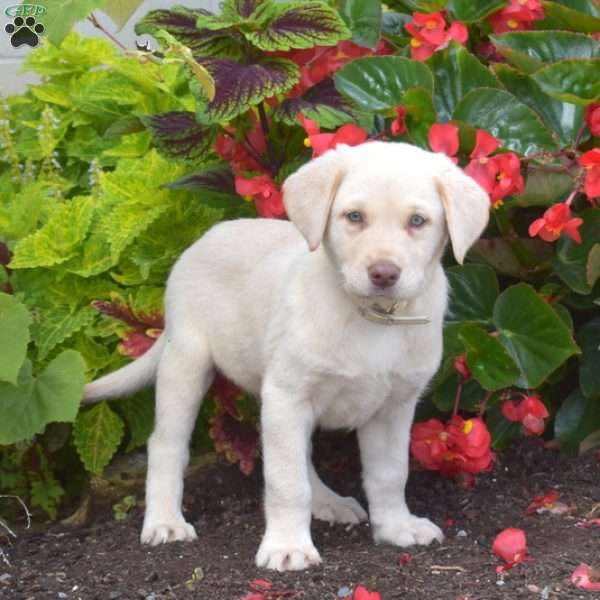 Monty, Yellow Labrador Retriever Puppy