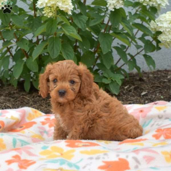 Monty, Cavapoo Puppy
