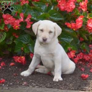 Monty, Yellow Labrador Retriever Puppy