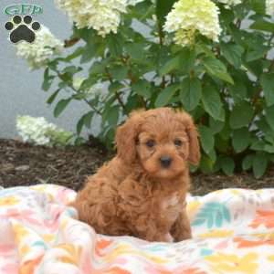 Monty, Cavapoo Puppy