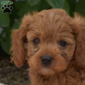 Monty, Cavapoo Puppy