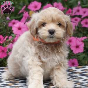 Moose, Maltipoo Puppy