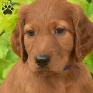 Motor, Irish Setter Puppy