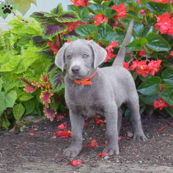 Motor, Silver Labrador Retriever Puppy