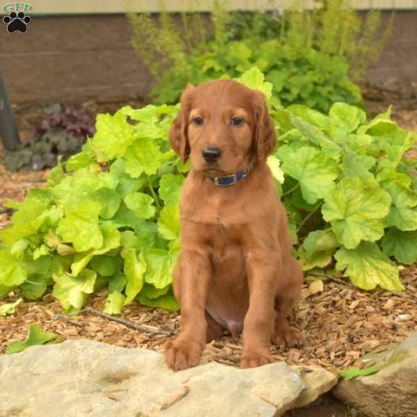 Motor, Irish Setter Puppy