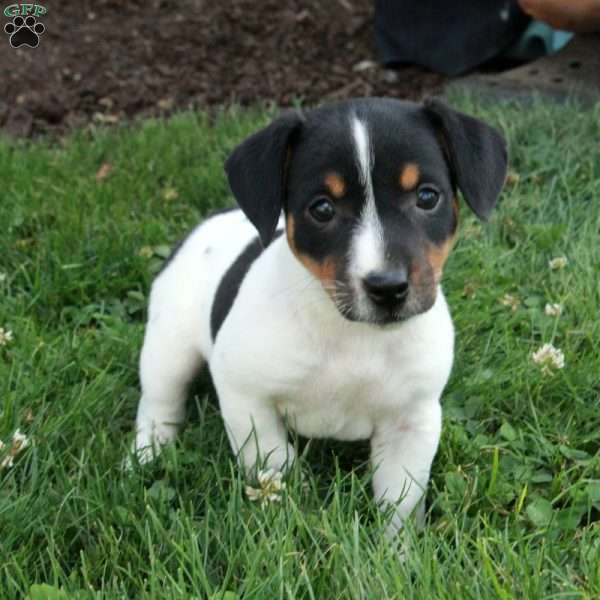 Moxie, Jack Russell Terrier Puppy