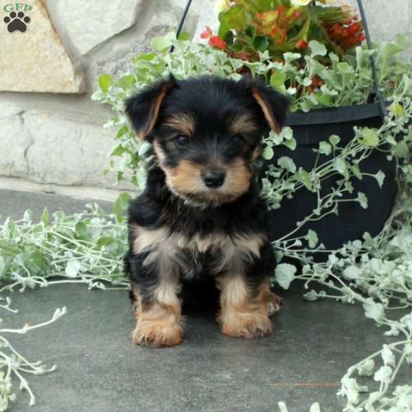 Moxie, Yorkie Puppy