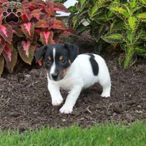 Moxie, Jack Russell Terrier Puppy