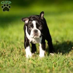 Muffin, Boston Terrier Puppy