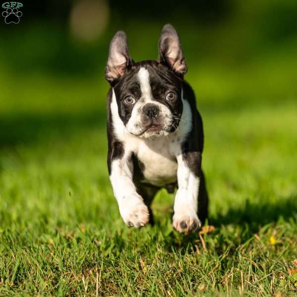 Muffin, Boston Terrier Puppy