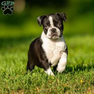 Muffin, Boston Terrier Puppy