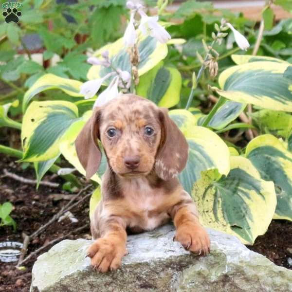 Murphy-Mini, Dachshund Puppy