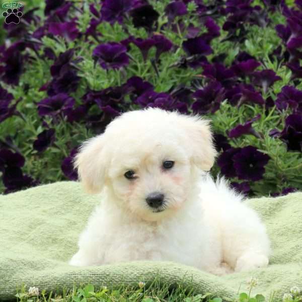 Murphy, Bichon Frise Puppy