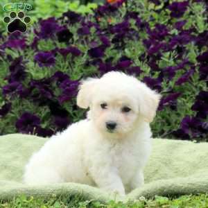 Murphy, Bichon Frise Puppy