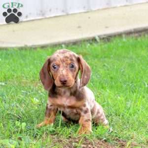 Murphy-Mini, Dachshund Puppy