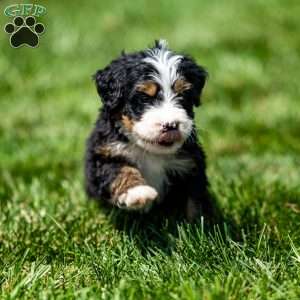 Murphy, Mini Bernedoodle Puppy