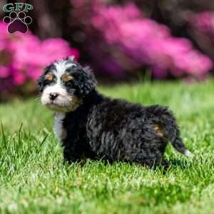 Murphy, Mini Bernedoodle Puppy