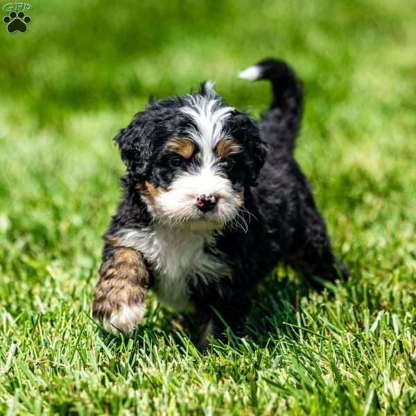 Murphy, Mini Bernedoodle Puppy