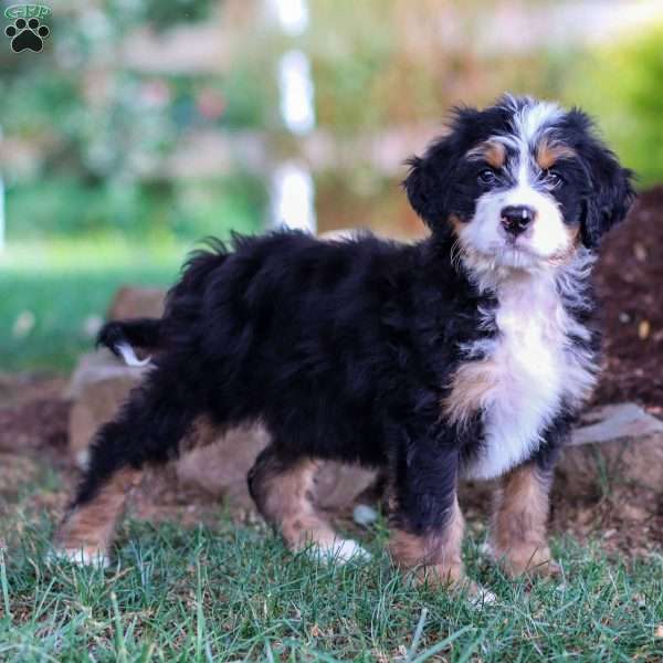 Murphy, Mini Bernedoodle Puppy