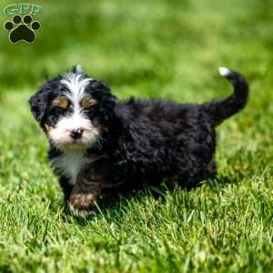 Murphy, Mini Bernedoodle Puppy