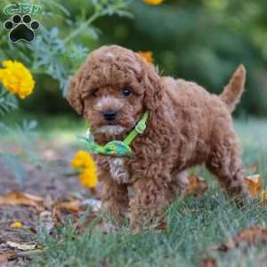 Myles, Cavapoo Puppy