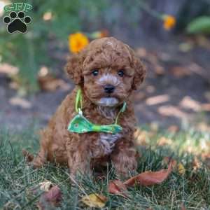 Myles, Cavapoo Puppy