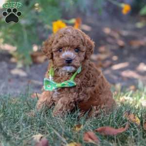Myles, Cavapoo Puppy