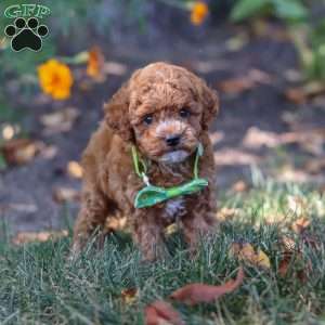 Myles, Cavapoo Puppy