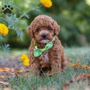 Myles, Cavapoo Puppy