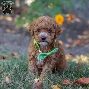 Myles, Cavapoo Puppy