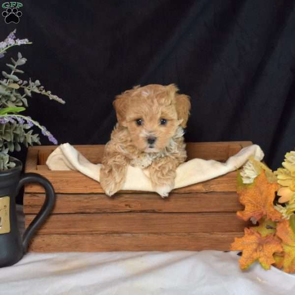 Nala, Maltipoo Puppy