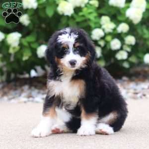 Phoebe, Mini Bernedoodle Puppy