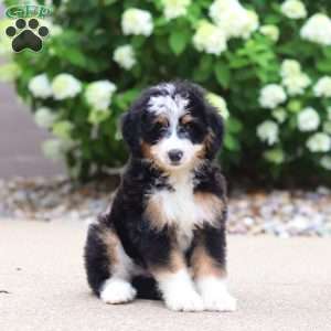 Phoebe, Mini Bernedoodle Puppy