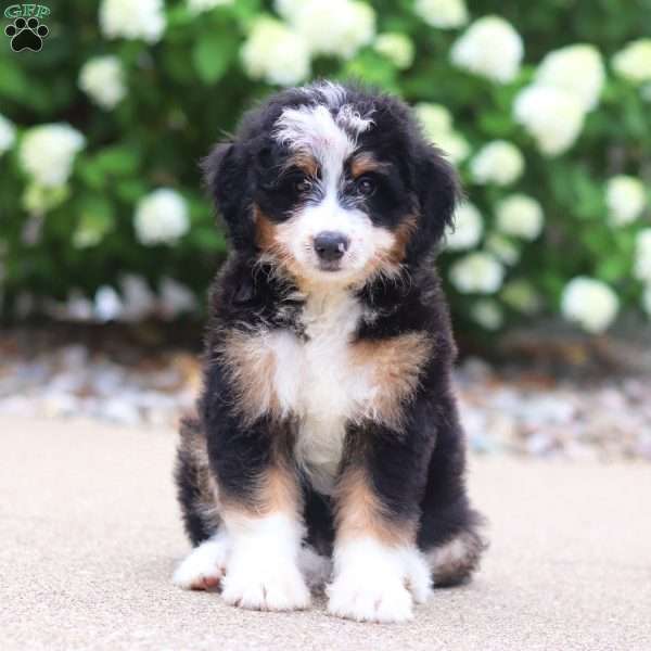 Phoebe, Mini Bernedoodle Puppy