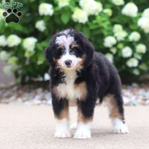 Phoebe, Mini Bernedoodle Puppy