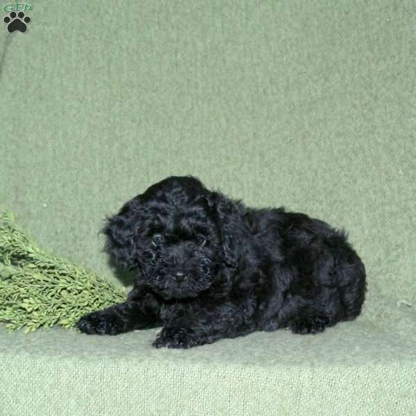 Nash, Miniature Poodle Mix Puppy