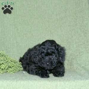 Nash, Miniature Poodle Mix Puppy