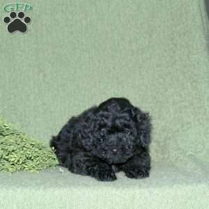 Nash, Miniature Poodle Mix Puppy