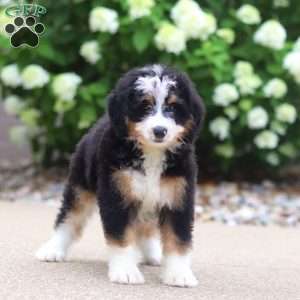 Phoebe, Mini Bernedoodle Puppy