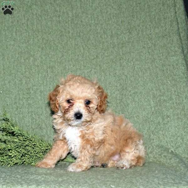 Nate, Miniature Poodle Mix Puppy
