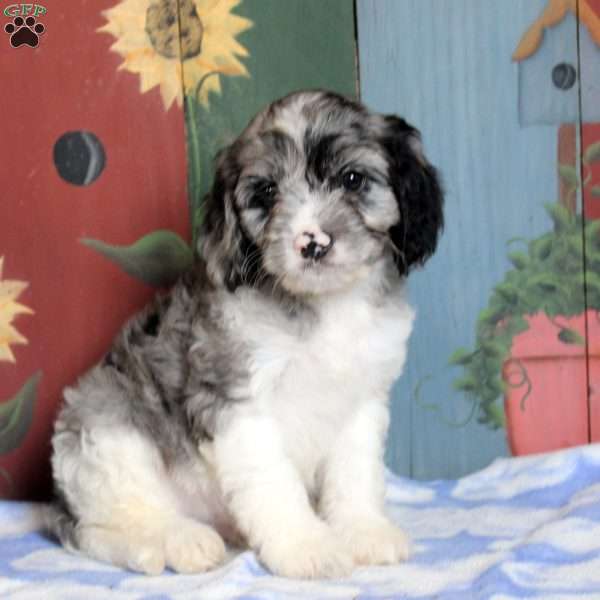 Nate, Cavapoo Puppy