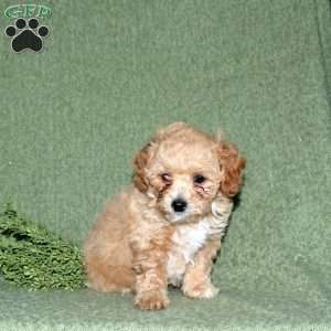 Nate, Miniature Poodle Mix Puppy