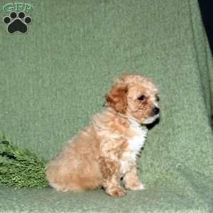 Nate, Miniature Poodle Mix Puppy