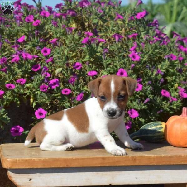 Navy, Jack Russell Terrier Puppy