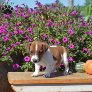 Navy, Jack Russell Terrier Puppy