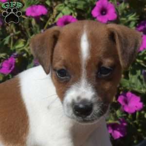 Navy, Jack Russell Terrier Puppy